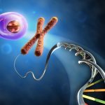 DNA-chromosome-lenstapes-med