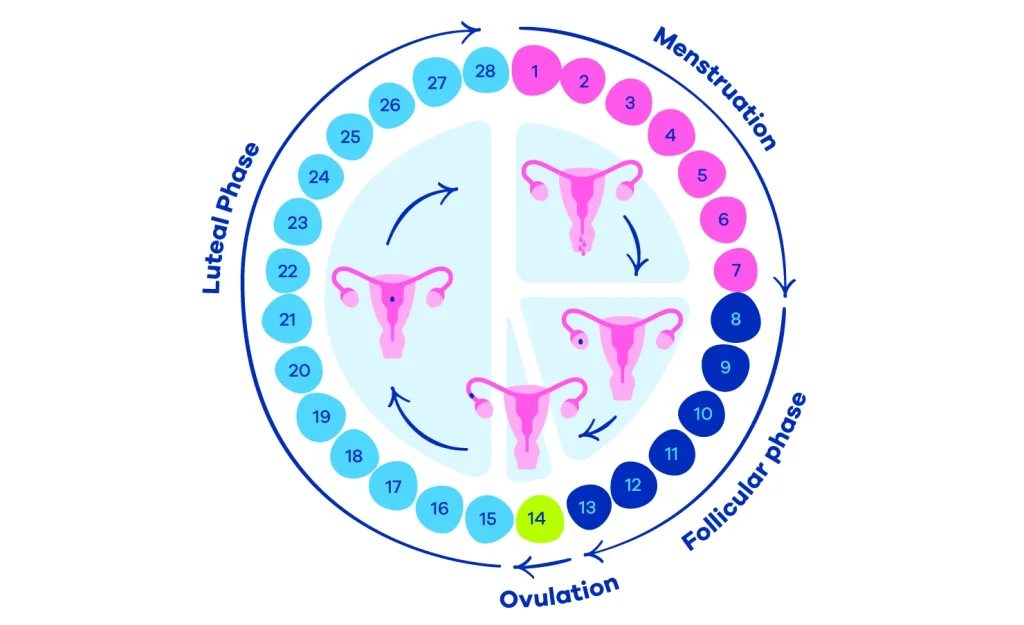 The menstrual cycle